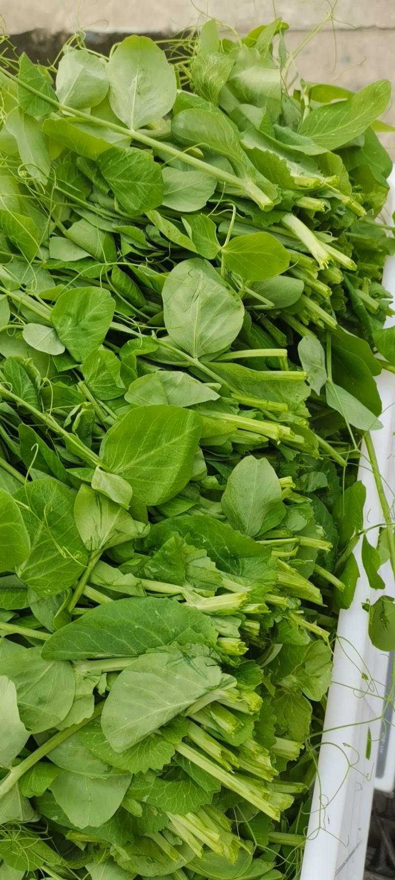 眉山豌豆尖每天出货