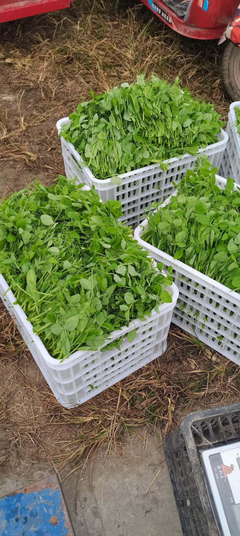 眉山豌豆尖每天出货