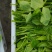 眉山豌豆尖每天出货