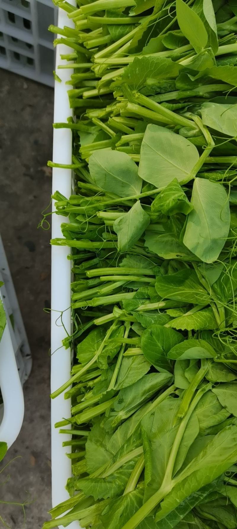 眉山豌豆尖每天出货