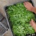 眉山豌豆尖每天出货