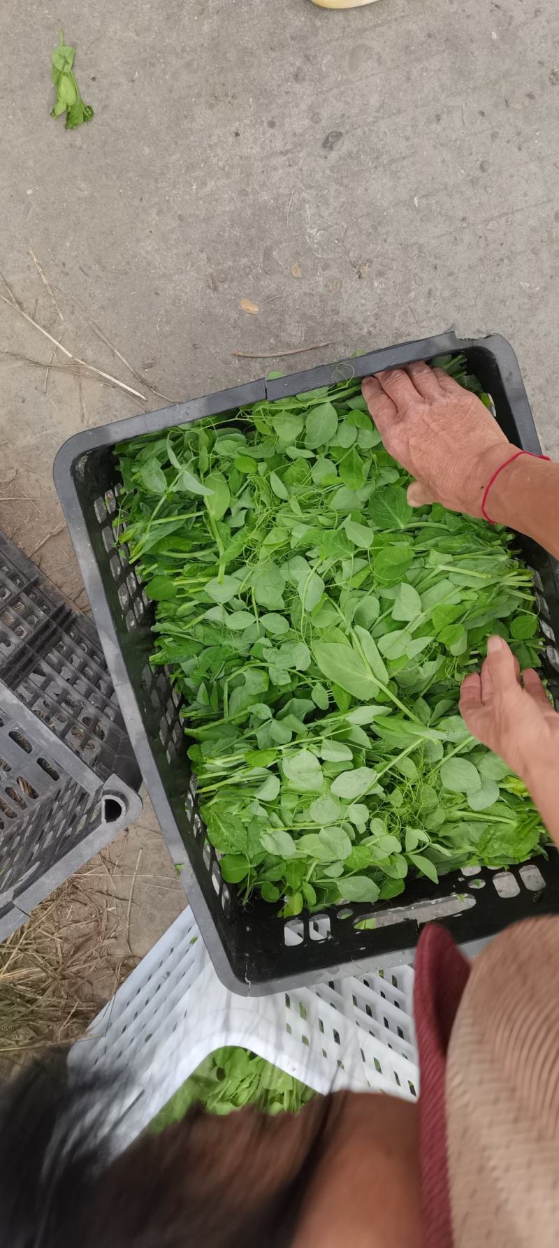 眉山豌豆尖每天出货
