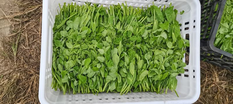 眉山豌豆尖每天出货
