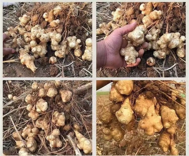 洋姜菊芋鬼子姜产地发货白皮红皮品种齐全