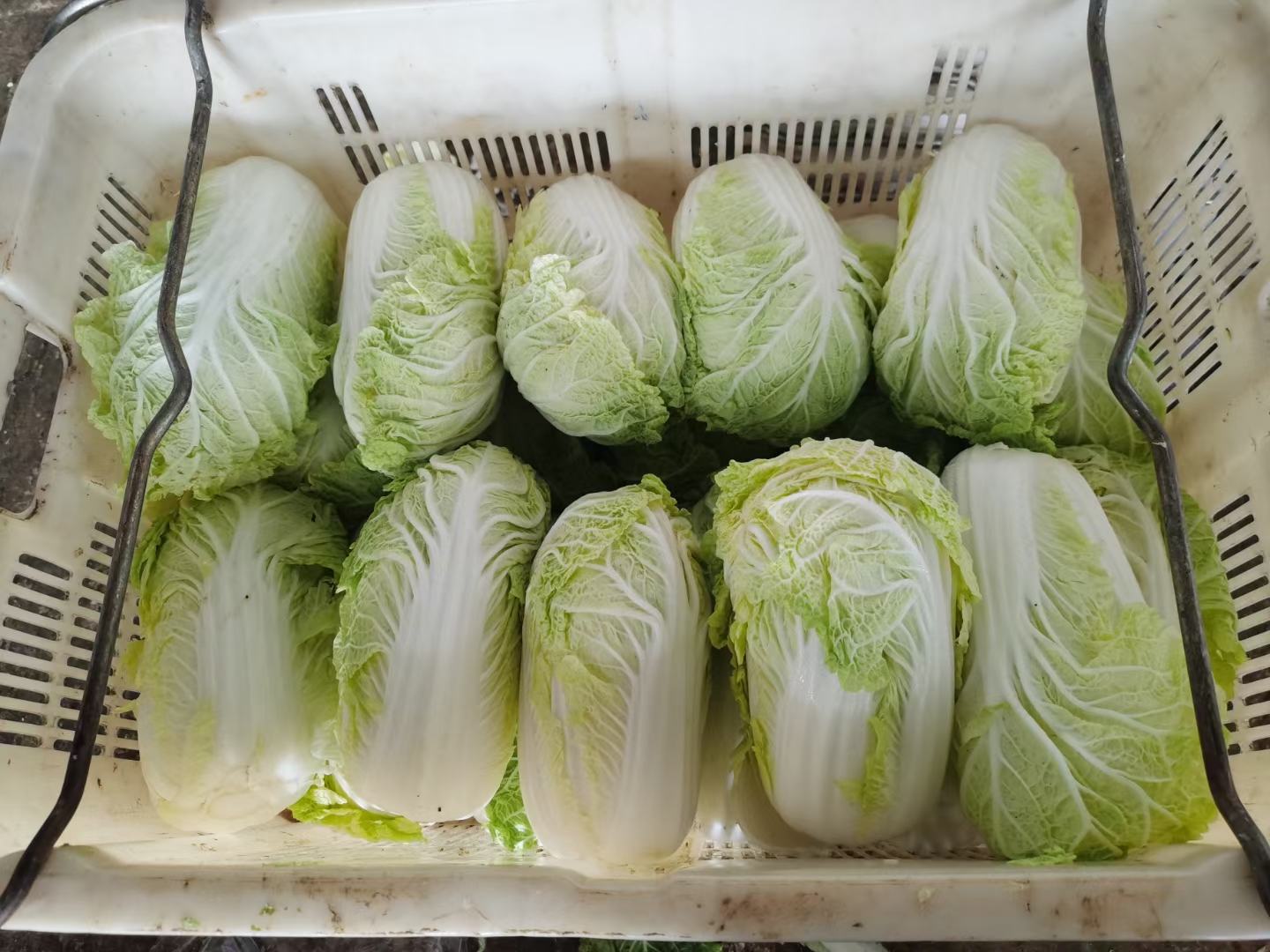 娃娃菜在超市货架上的陈列图