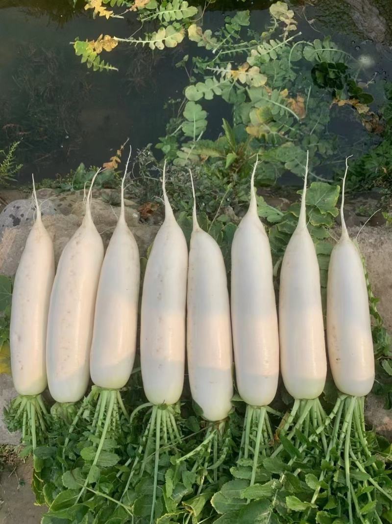 白萝卜,出口货，加工厂货，市场货，散装精品