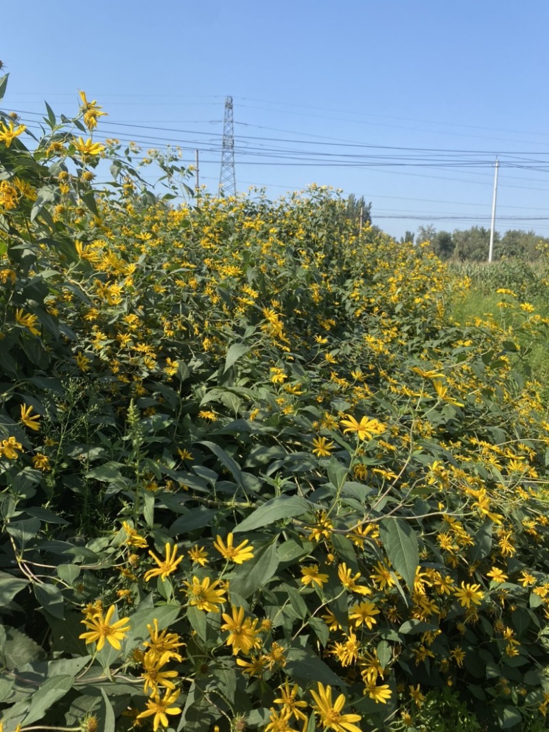 洋姜菊芋鬼子姜产地发货白皮红皮品种齐全