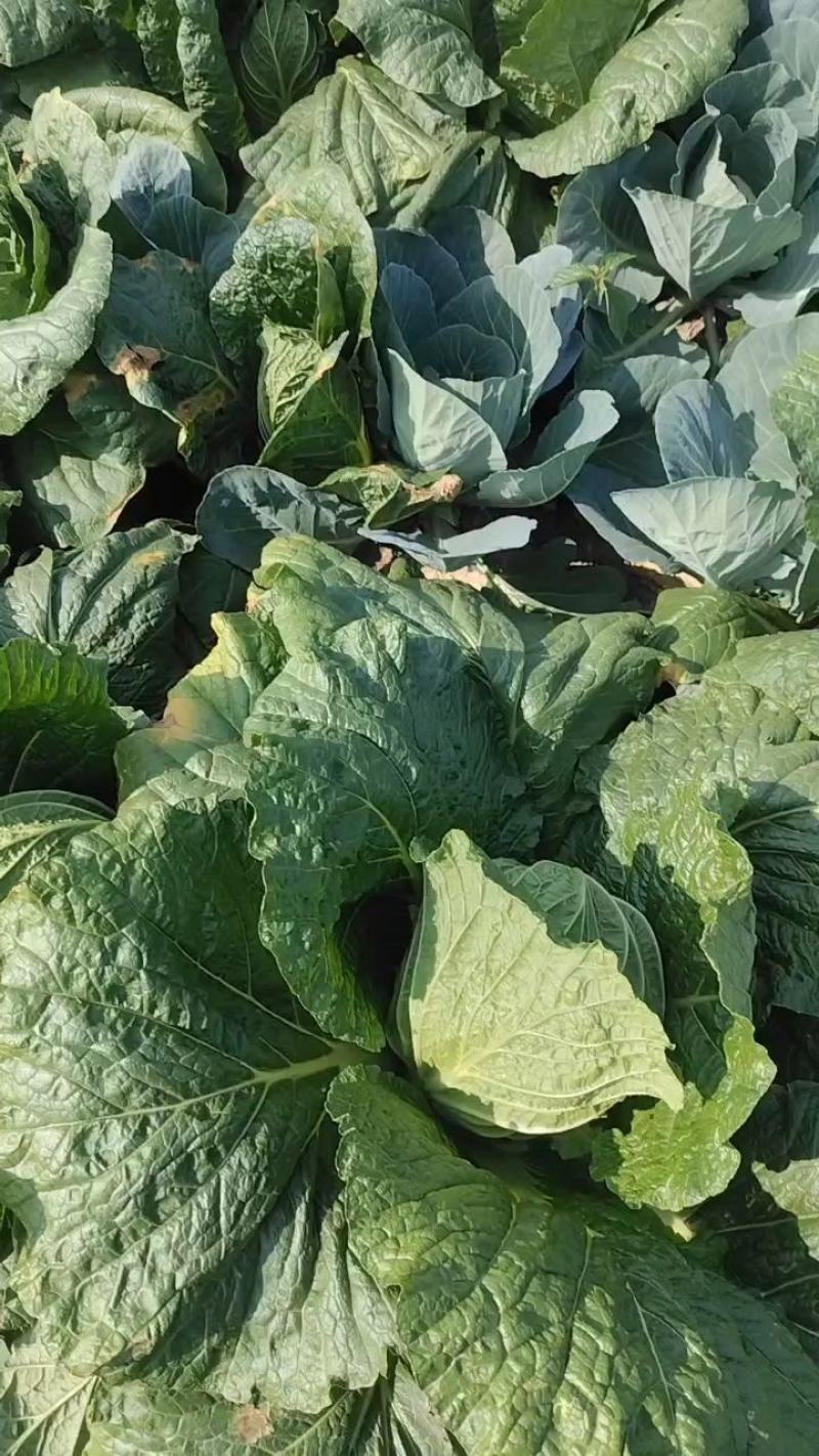 【精品】湖北牛心甘蓝货源充足，质量保证，随到随收
