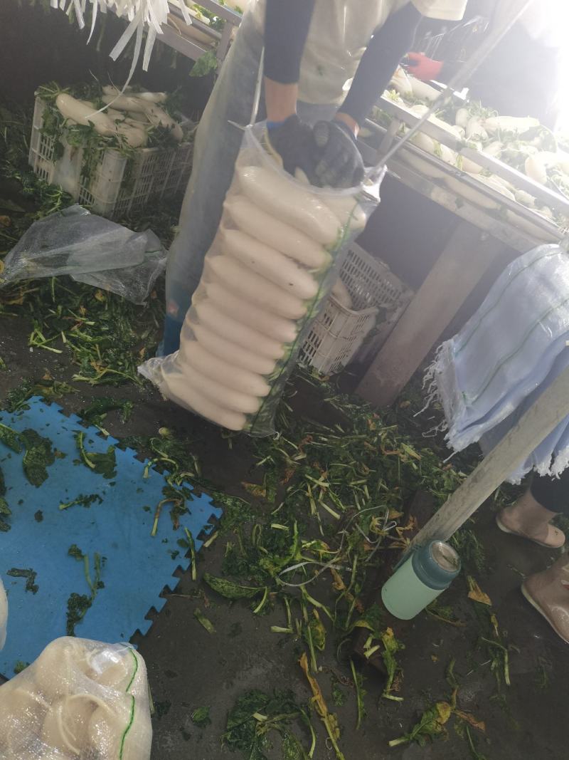 湖北精品白萝卜产地批发大量供应大量供应质量保证