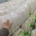 湖北精品白萝卜产地批发大量供应大量供应质量保证