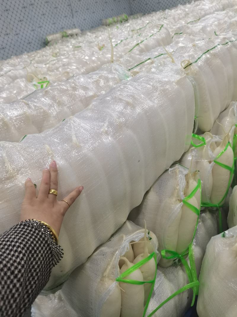 湖北精品白萝卜产地批发大量供应大量供应质量保证