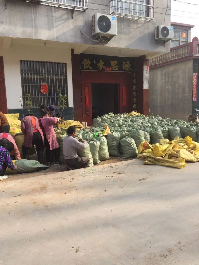 洋姜菊芋鬼子姜产地发货白皮红皮品种齐全
