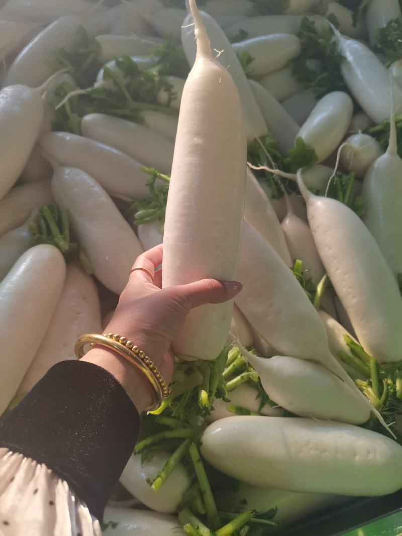 湖北精品白萝卜产地批发大量供应大量供应质量保证