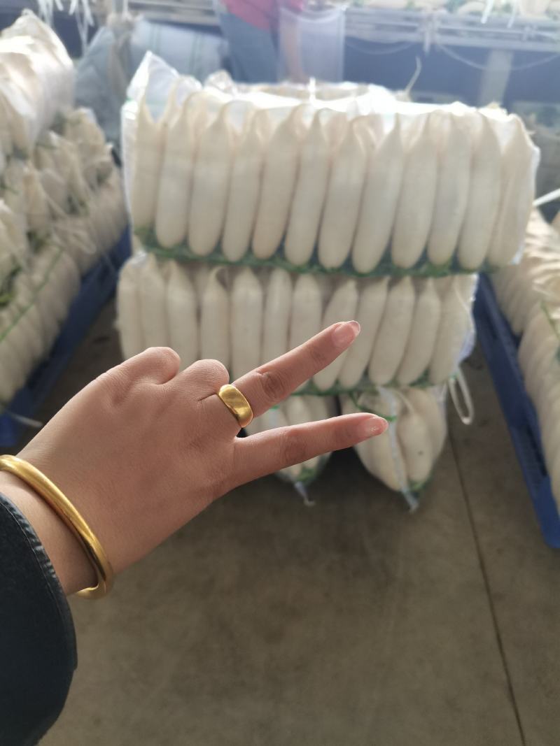 湖北精品白萝卜产地批发大量供应大量供应质量保证