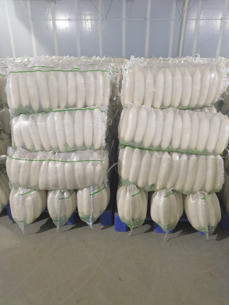 湖北精品白萝卜产地批发大量供应大量供应质量保证