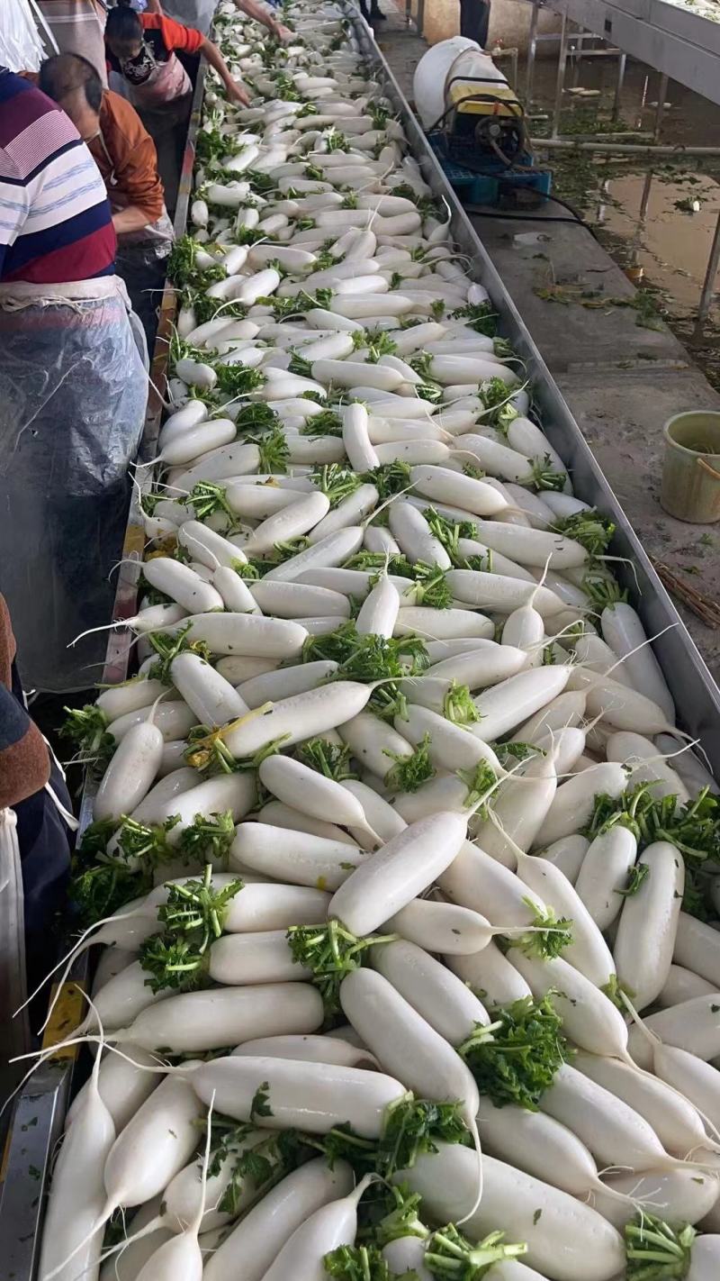湖北精品白萝卜产地批发大量供应大量供应质量保证