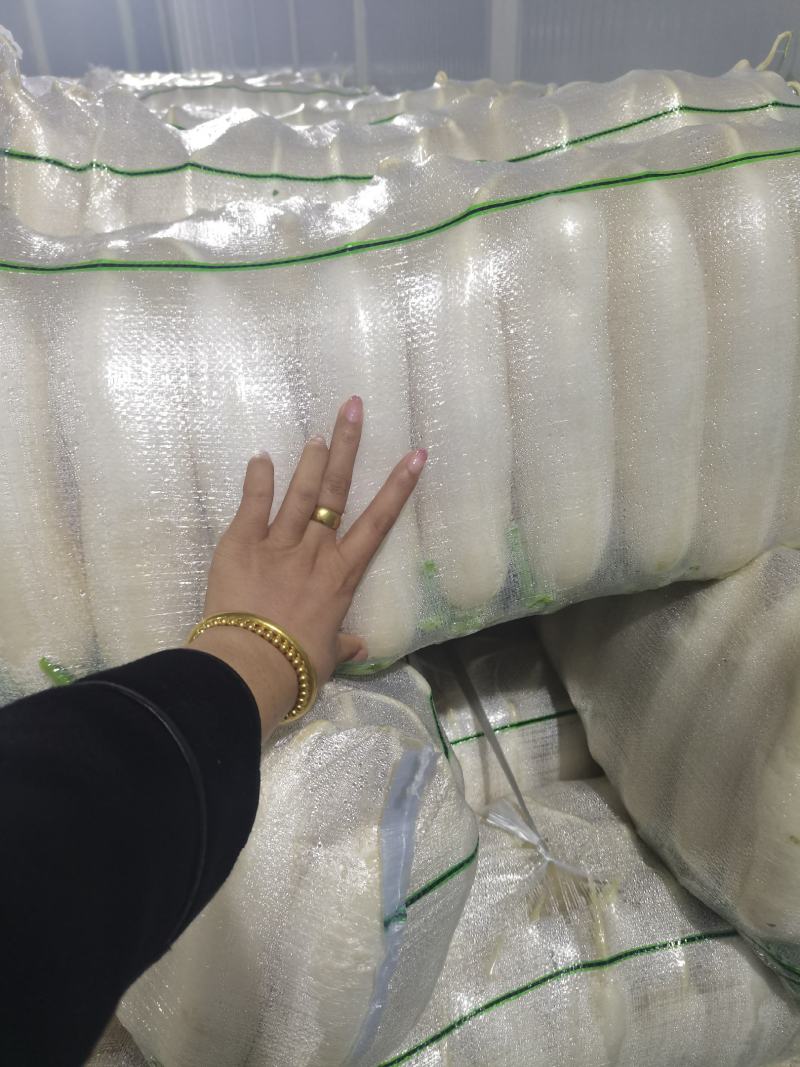 湖北精品白萝卜产地批发大量供应大量供应质量保证