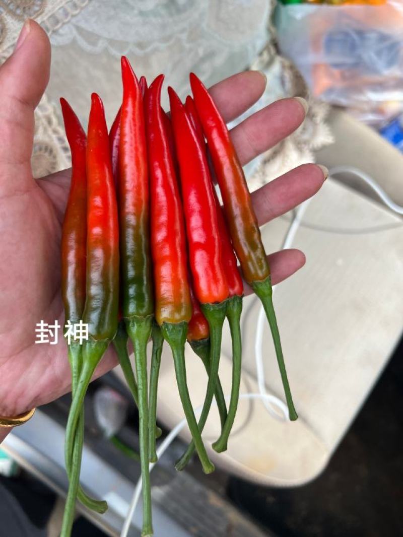 泰国进口大果中早熟朝天椒种子封神朝天椒辣椒种子果色亮红