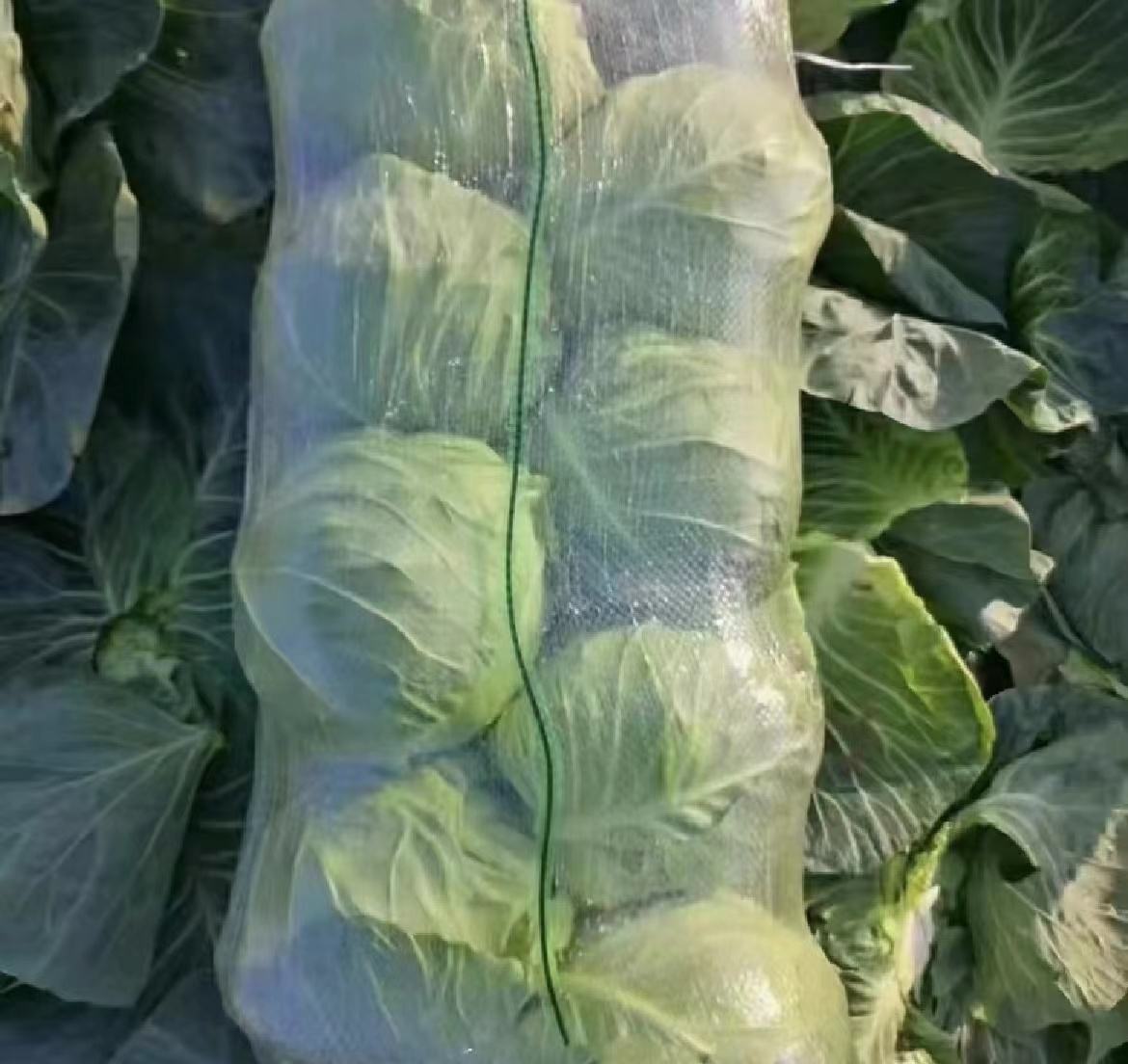 展示如何挑选圆包菜及家庭储存方式,如冷藏与保鲜膜包裹 圆包菜挑选与储存方法图解