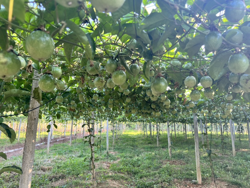 浦城丹桂盛开的果园