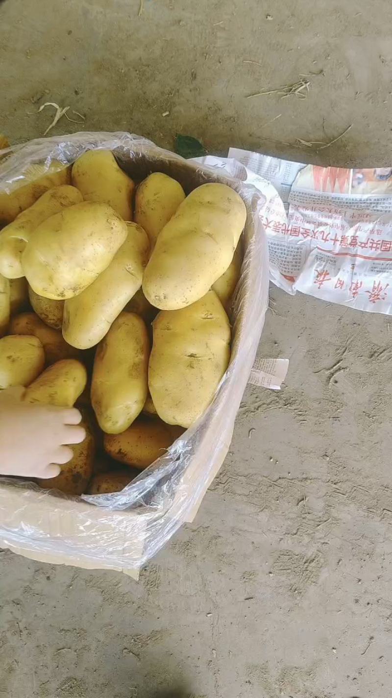 山东肥城荷兰十五土豆装箱，装袋，冷库储存，各种规格包装