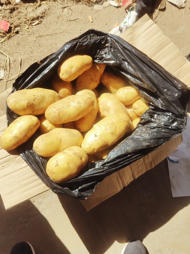 山东肥城荷兰十五土豆装箱，装袋，冷库储存，各种规格包装