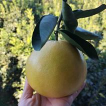 “柚”惑十足的黄金葡萄柚，VC丰富，养颜轻脂