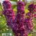 丁香苗木，紫丁香，爆马丁香黄丁香，花序硕大，园林绿化工程
