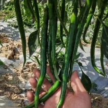 广西，线椒，大量供应，货源充足，产地一手货源，