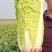 北京3号白菜，大量有货，白菜品质佳，可代发代收