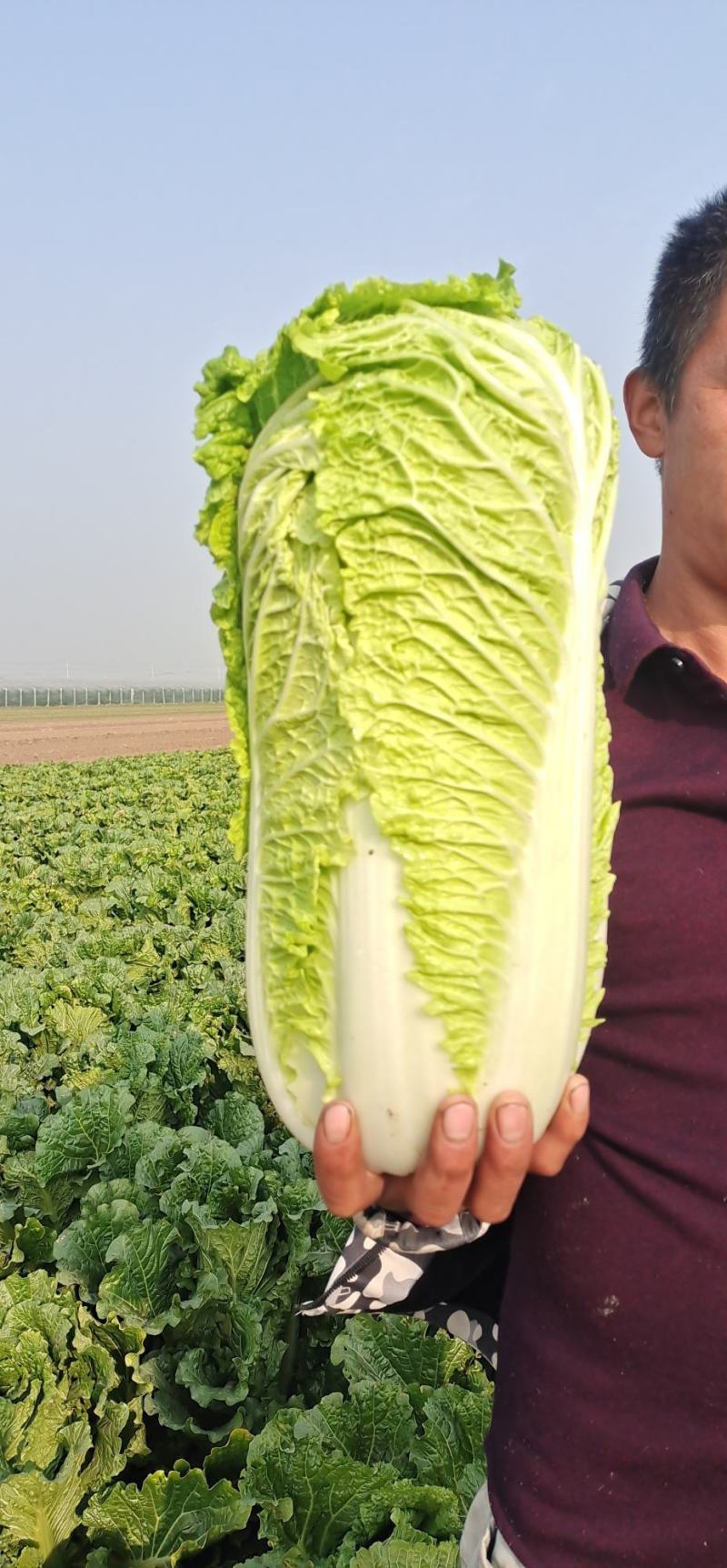 北京3号白菜，大量有货，白菜品质佳，可代发代收