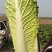 北京3号白菜，大量有货，白菜品质佳，可代发代收