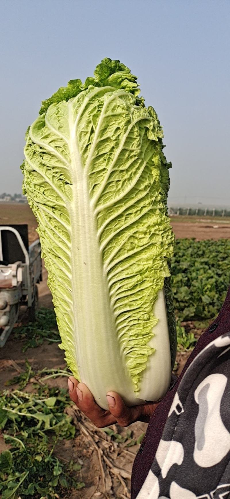 北京3号白菜，大量有货，白菜品质佳，可代发代收