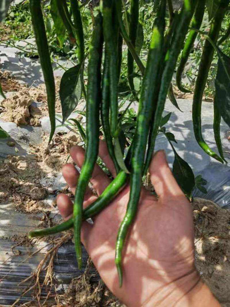 广西，线椒，大量供应，货源充足，产地一手货源，