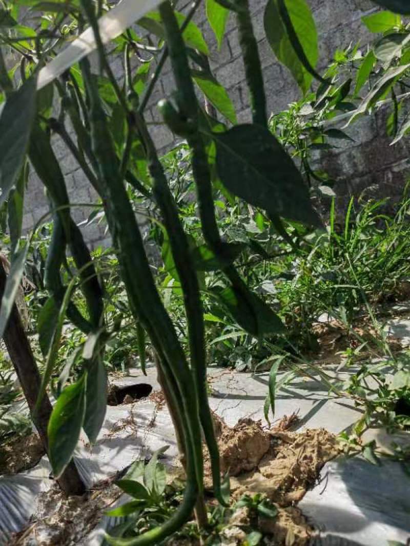 广西，线椒，大量供应，货源充足，产地一手货源，
