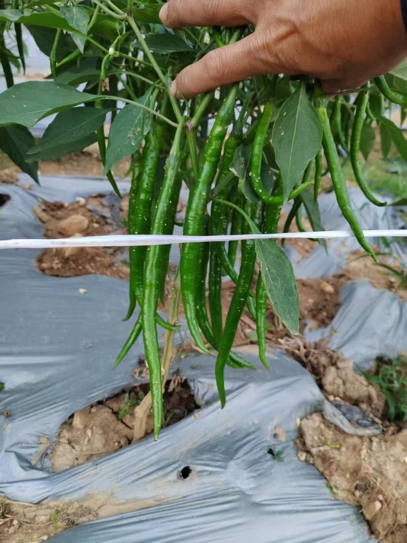 广西，线椒，大量供应，货源充足，产地一手货源，