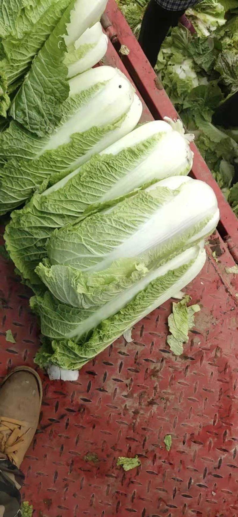 北京3号白菜，大量有货，白菜品质佳，可代发代收