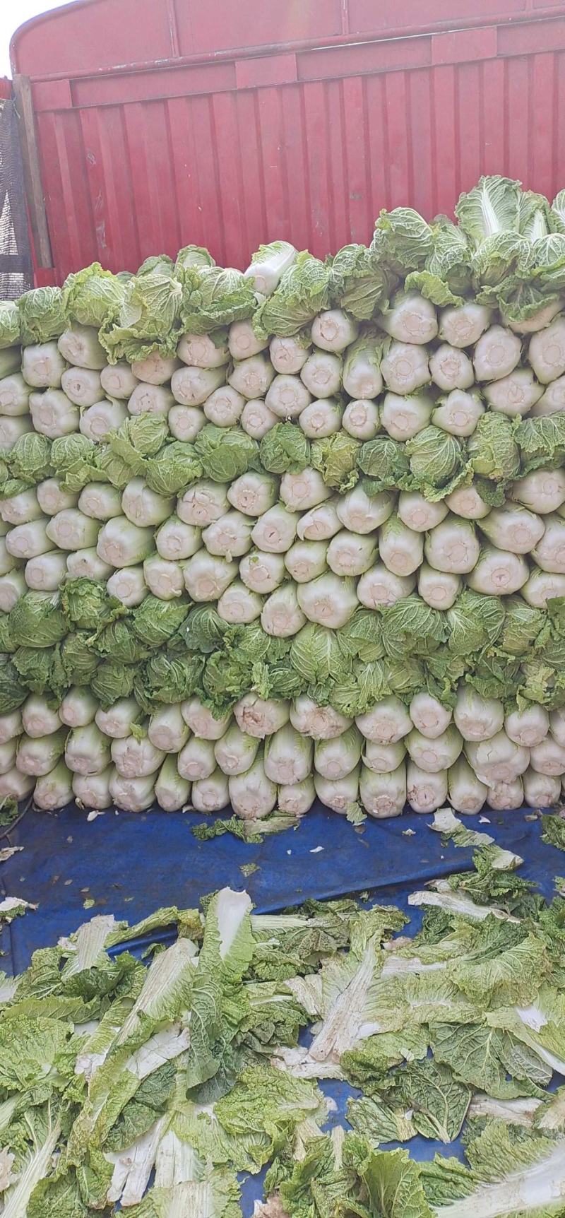 北京3号白菜，大量有货，白菜品质佳，可代发代收