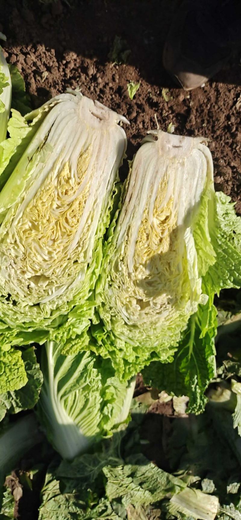 北京3号白菜，大量有货，白菜品质佳，可代发代收