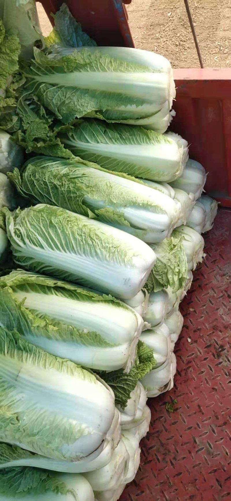 北京3号白菜，大量有货，白菜品质佳，可代发代收