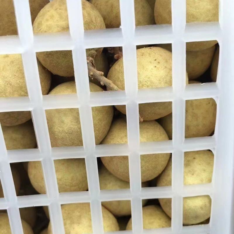 泰国龙眼