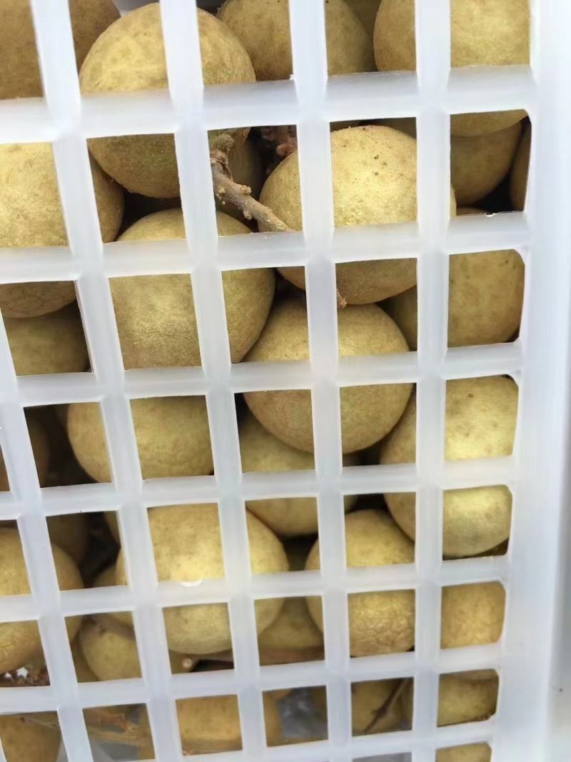 泰国龙眼
