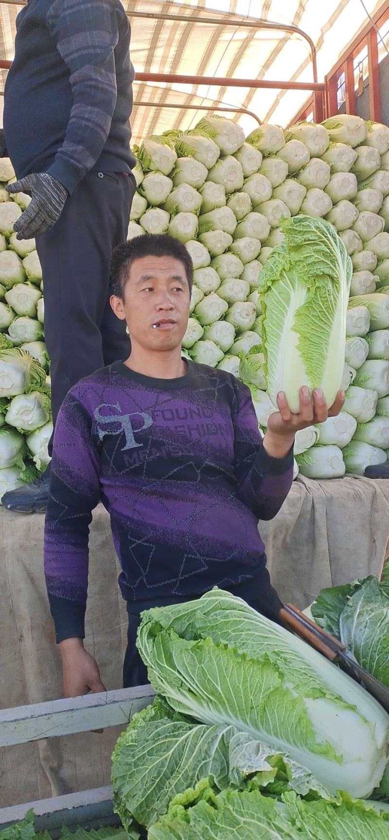 北京3号白菜，大量有货，白菜品质佳，可代发代收