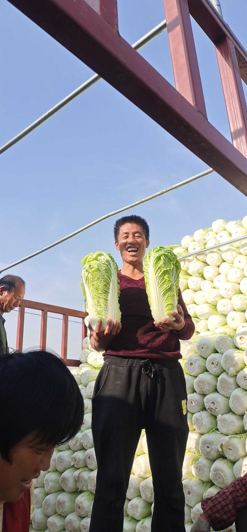 北京3号白菜，大量有货，白菜品质佳，可代发代收