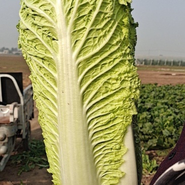 北京3号白菜，大量有货，白菜品质佳，可代发代收