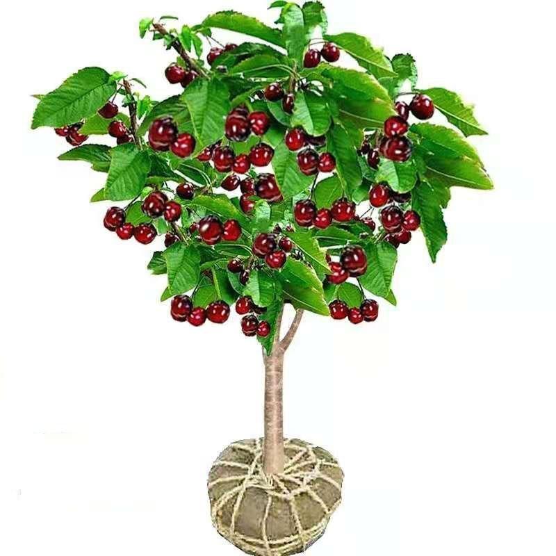 矮化樱桃苗，美早，俄罗斯8号黑珍珠大樱桃车厘子优质嫁接苗