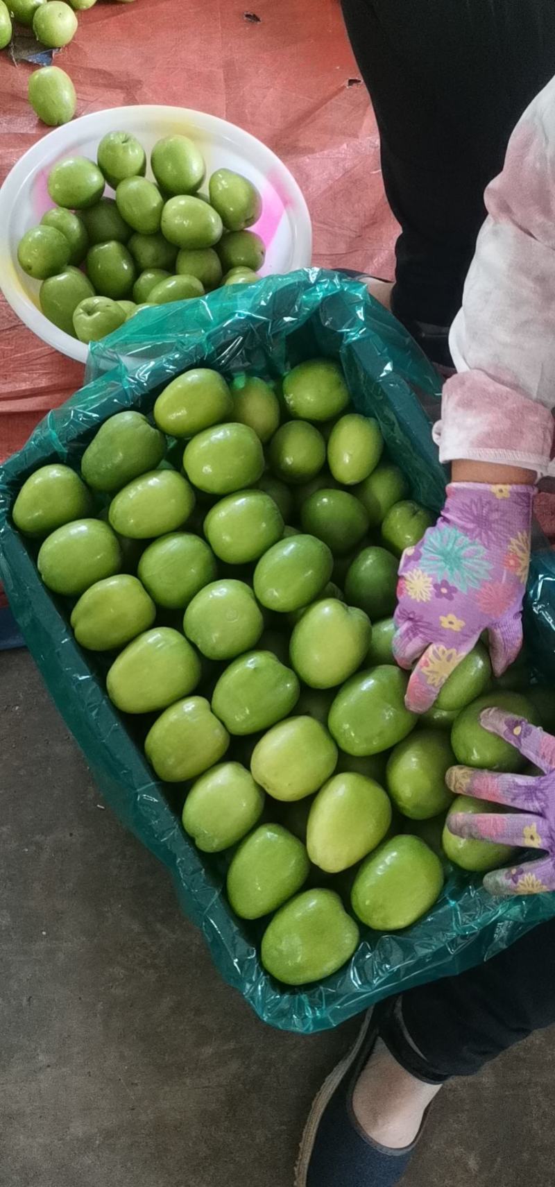 《精选》云南牛奶大青枣大量上市中产地发货量大从优