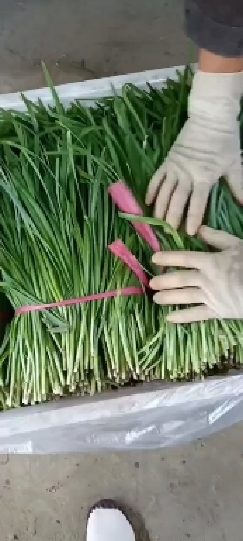 精品韭菜产地直发，货源充足！