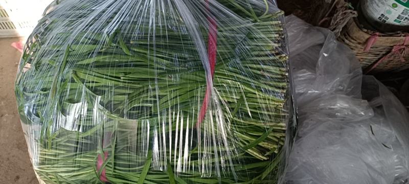精品韭菜产地直发，货源充足！