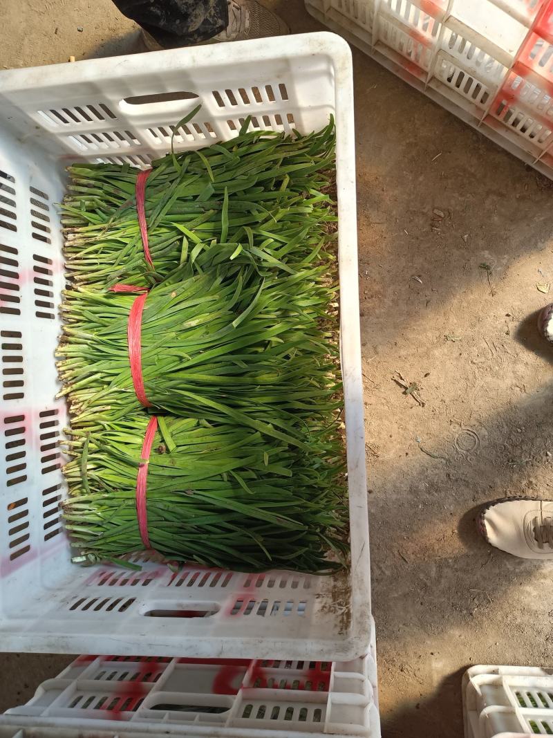 精品韭菜产地直发，货源充足！